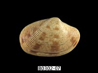 藏品(文文橫簾蛤)的圖片